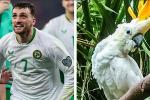 帶隊殺入附加賽！外媒：都柏林動(dòng)物園將一只鸚鵡以帕洛特命名