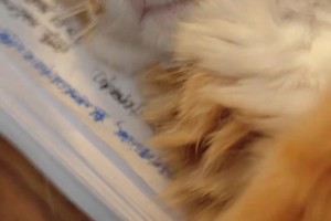 美羊羊梅開(kāi)二度！回顧多特14/15賽季客場(chǎng)血洗加拉塔薩雷！